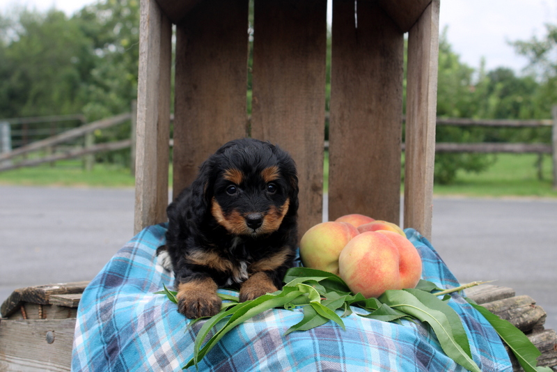 puppy, for, sale, Mini Bernedoodle F2, Matthew B. Stoltzfus, dog, breeder, Gap, PA, dog-breeder, puppy-for-sale, forsale, nearby, find, puppyfind, locator, puppylocator, aca